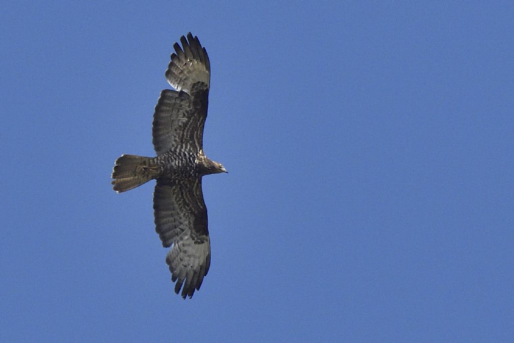Falchi pecchiaioli, Pernis apivorus