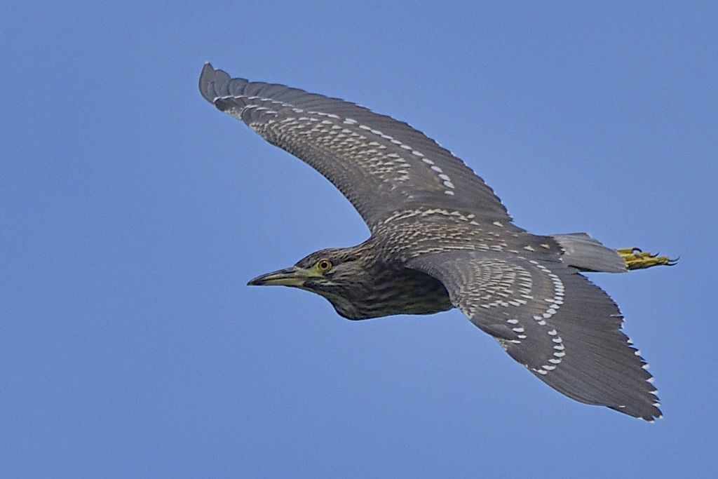 Nitticora giovane in volo