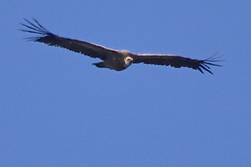 Grifone, Gyps fulvus