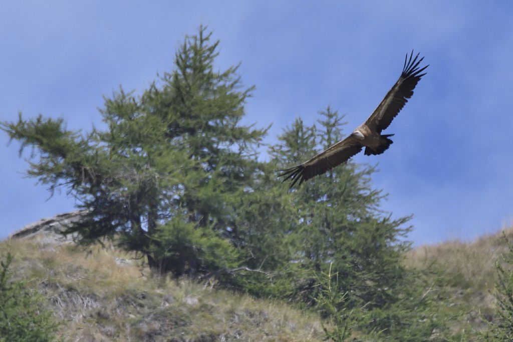 Grifone, Gyps fulvus