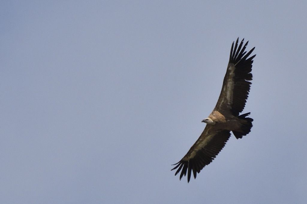 Grifone, Gyps fulvus
