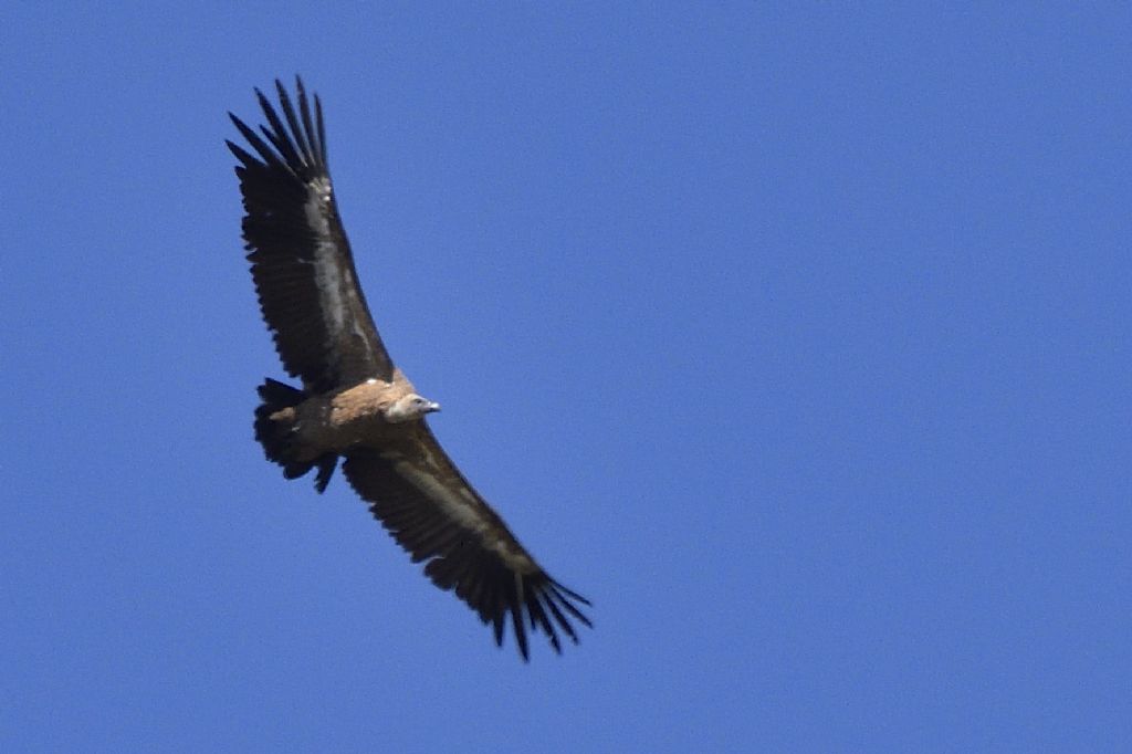 Grifone, Gyps fulvus