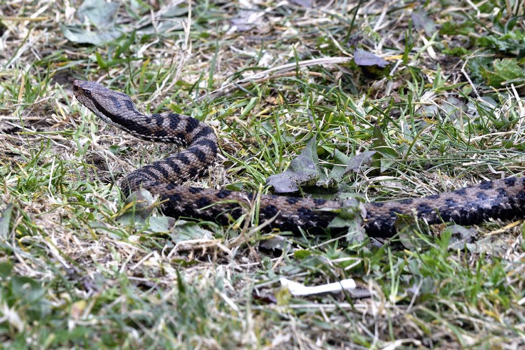 Vipera aspis ?
