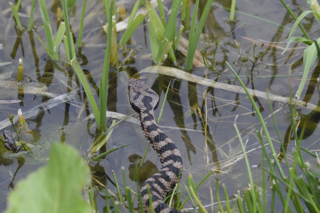 Vipera aspis ?