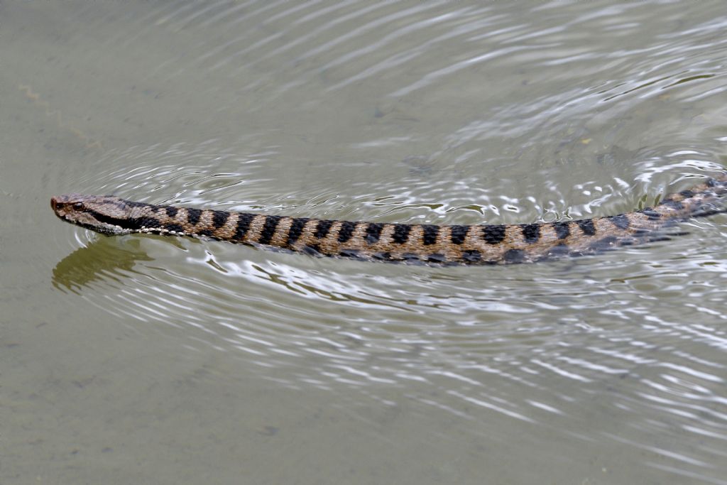Vipera aspis ?