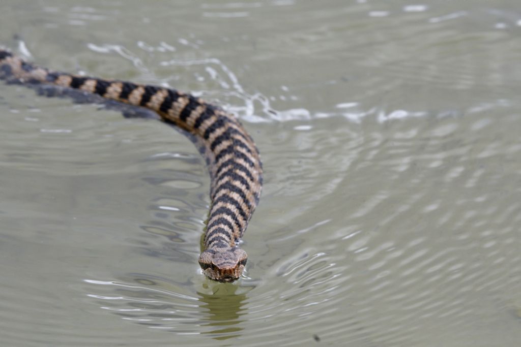 Vipera aspis ?