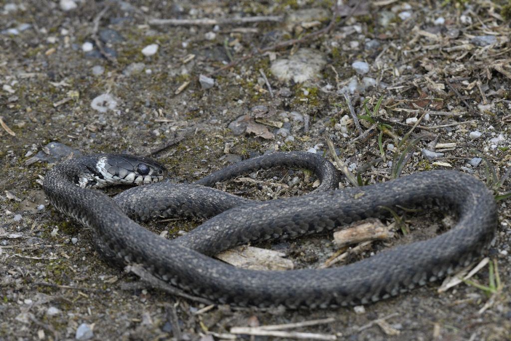 Natrix helvetica a met� gennaio