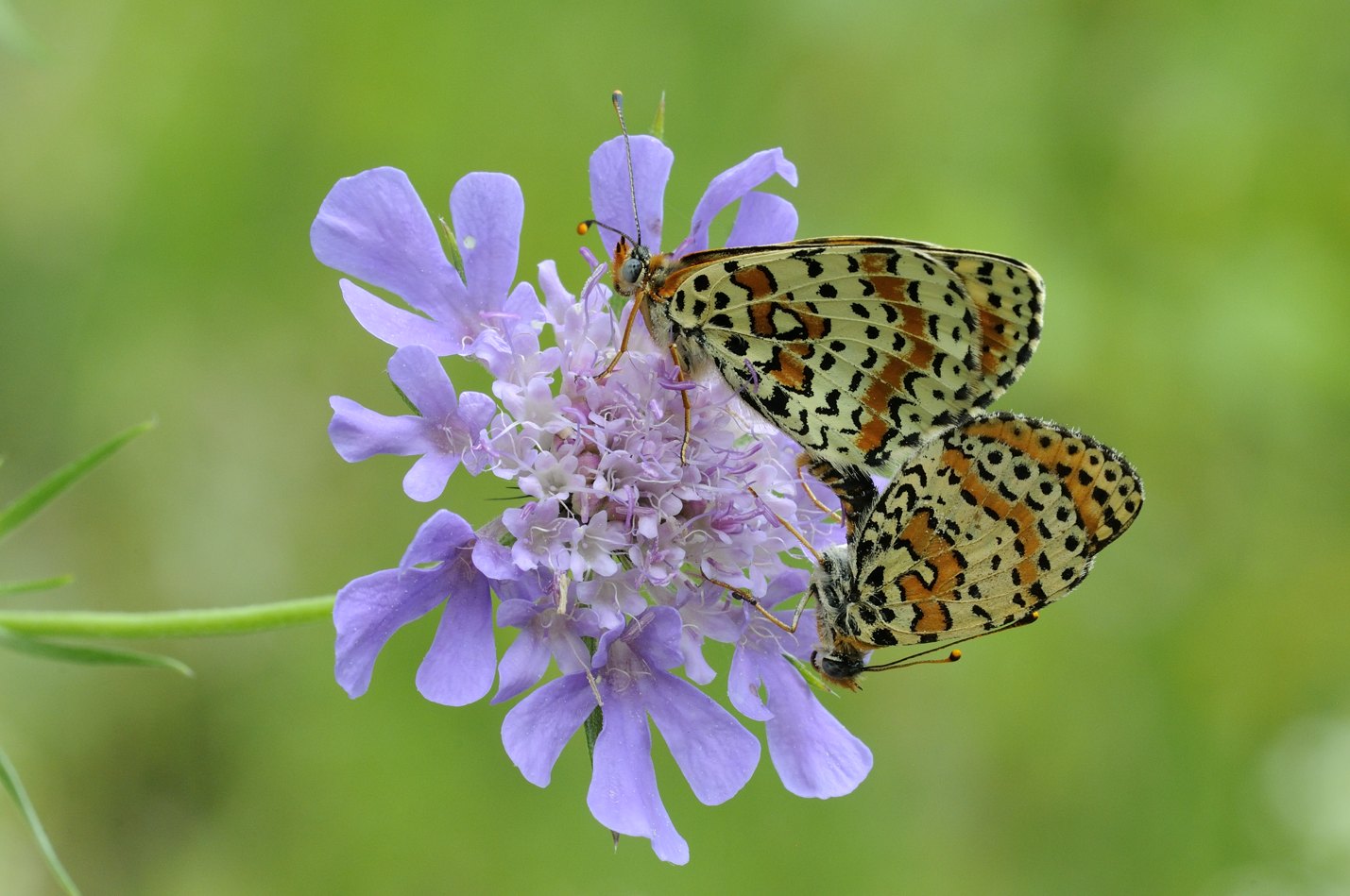 Accoppiamento farfalle da ID - Melitaea didyma