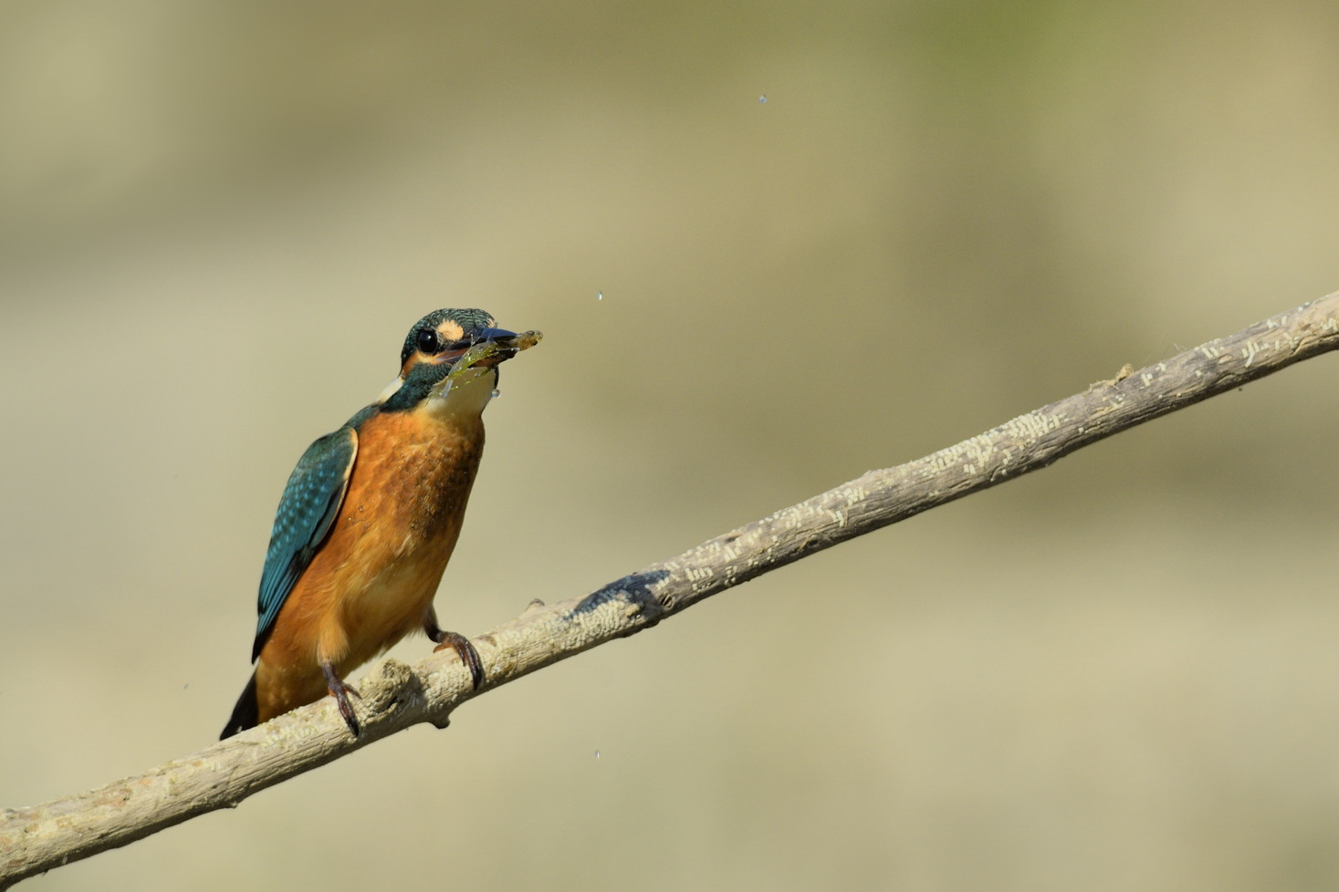 Martin Pescatore giovane