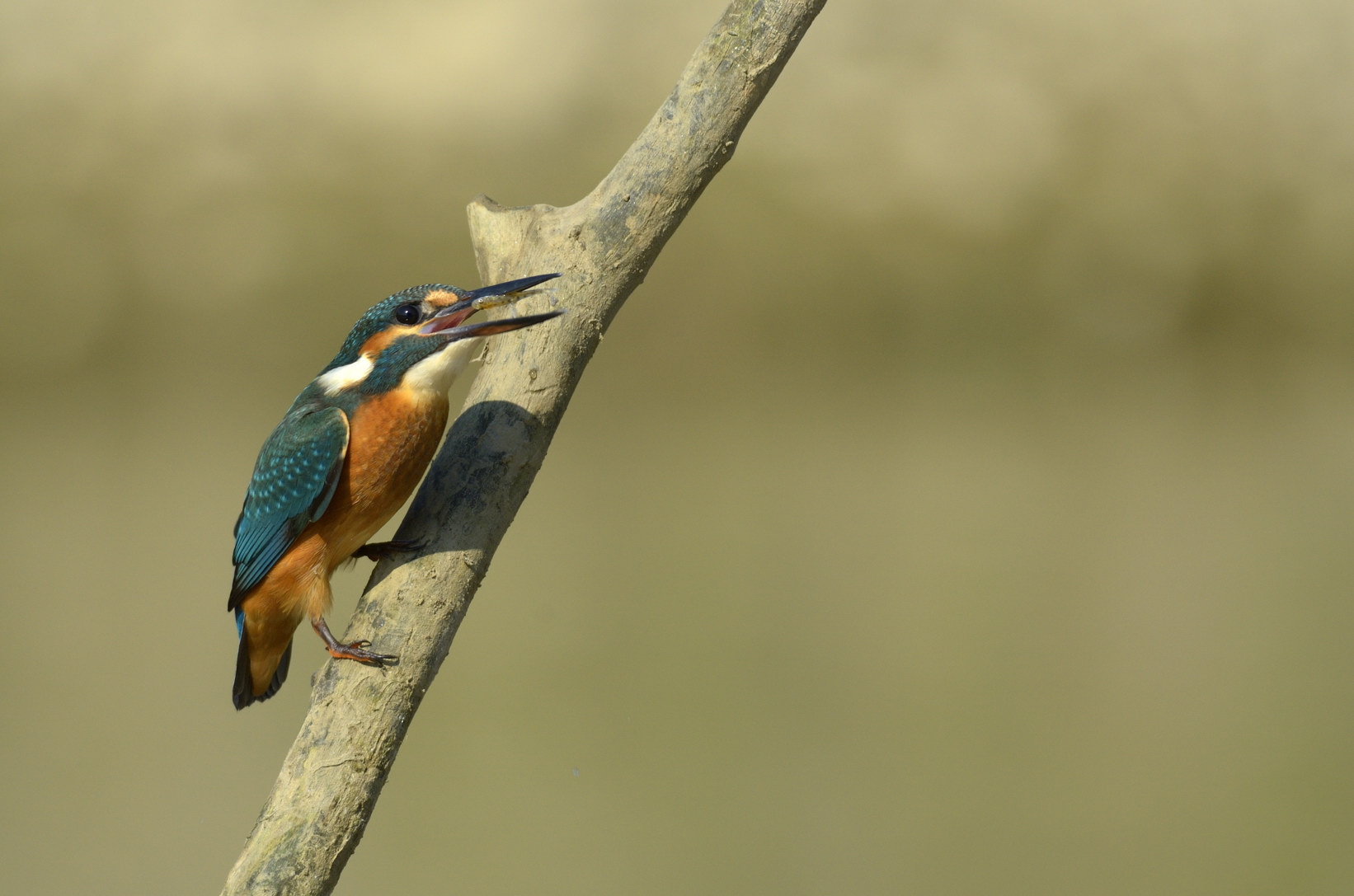 Martin Pescatore giovane