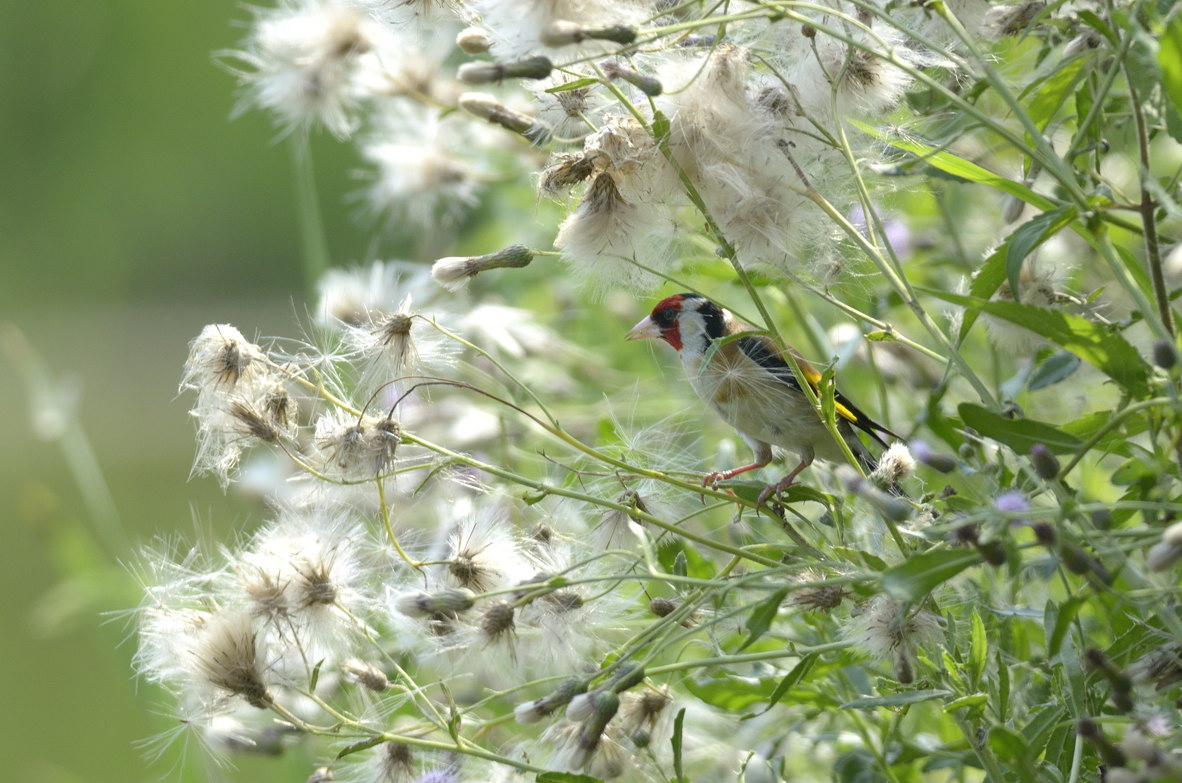 Cardellino su cardi selvatici
