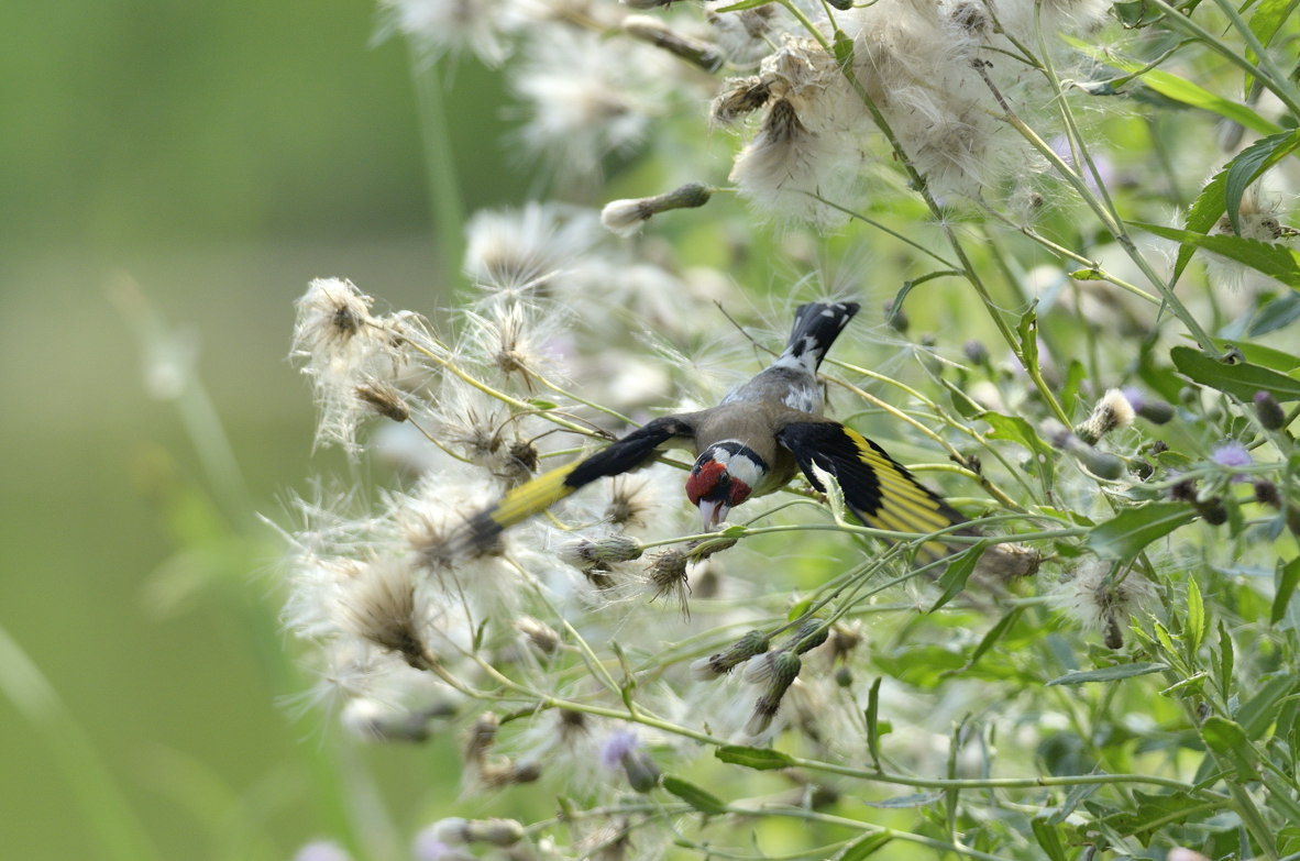 Cardellino su cardi selvatici