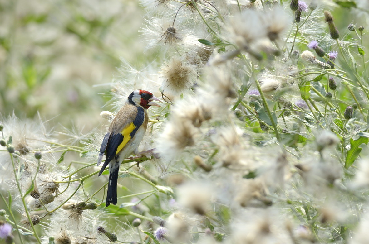 Cardellino su cardi selvatici