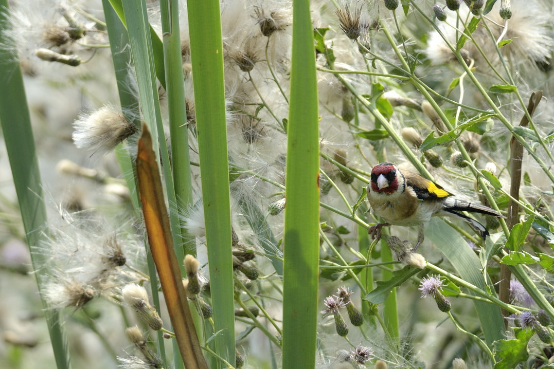Cardellino su cardi selvatici