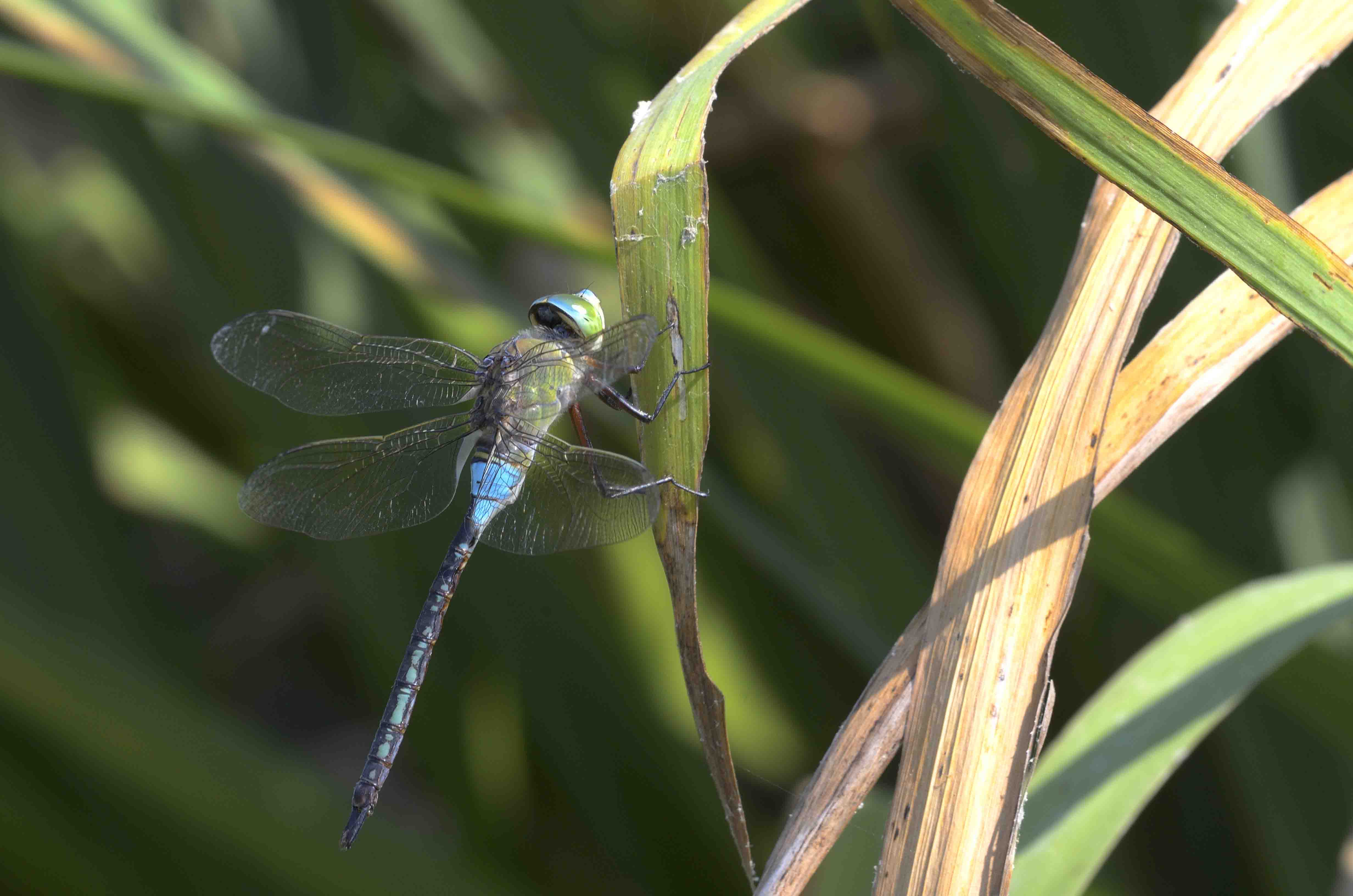 Anax parthenope m.