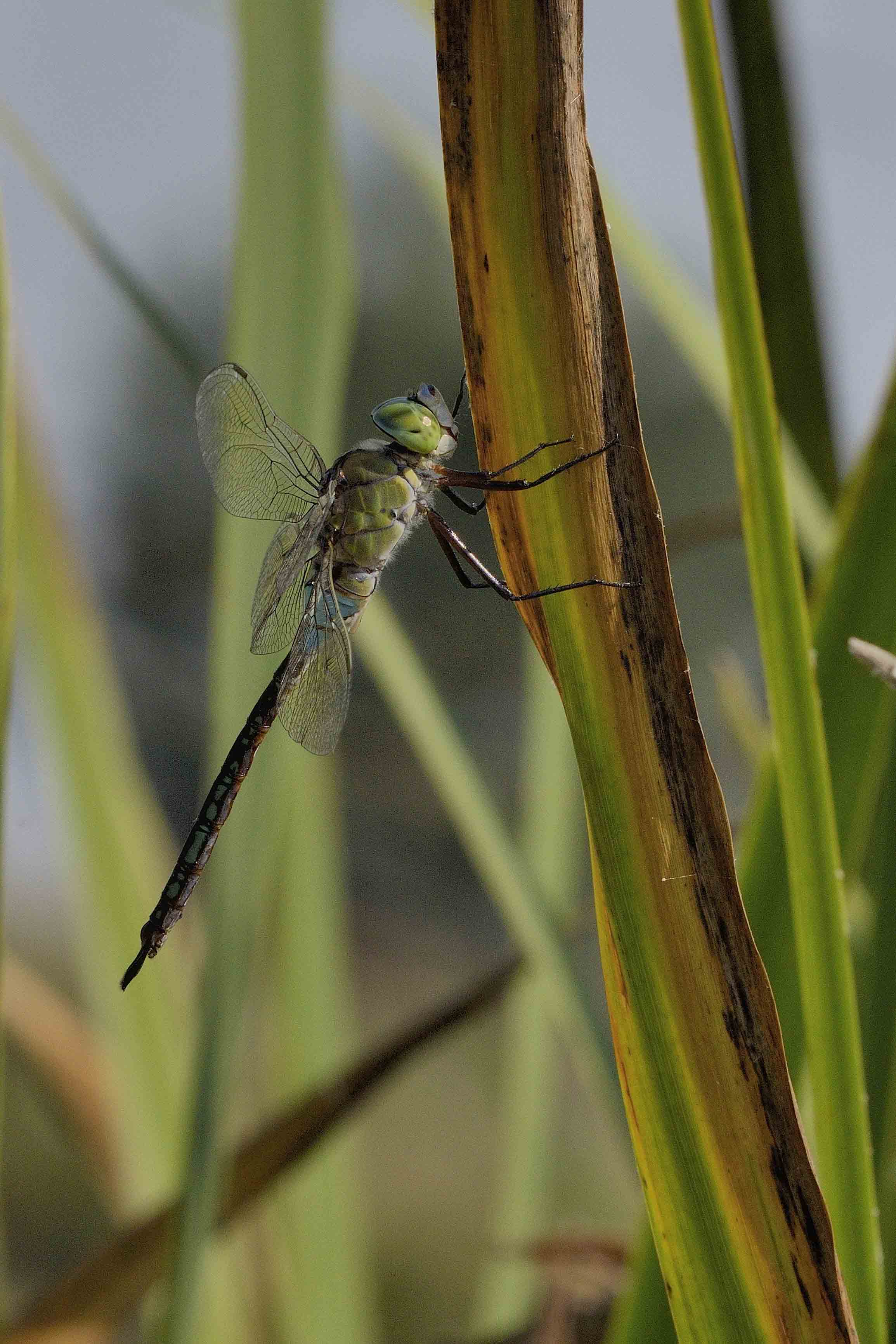 Anax parthenope m.