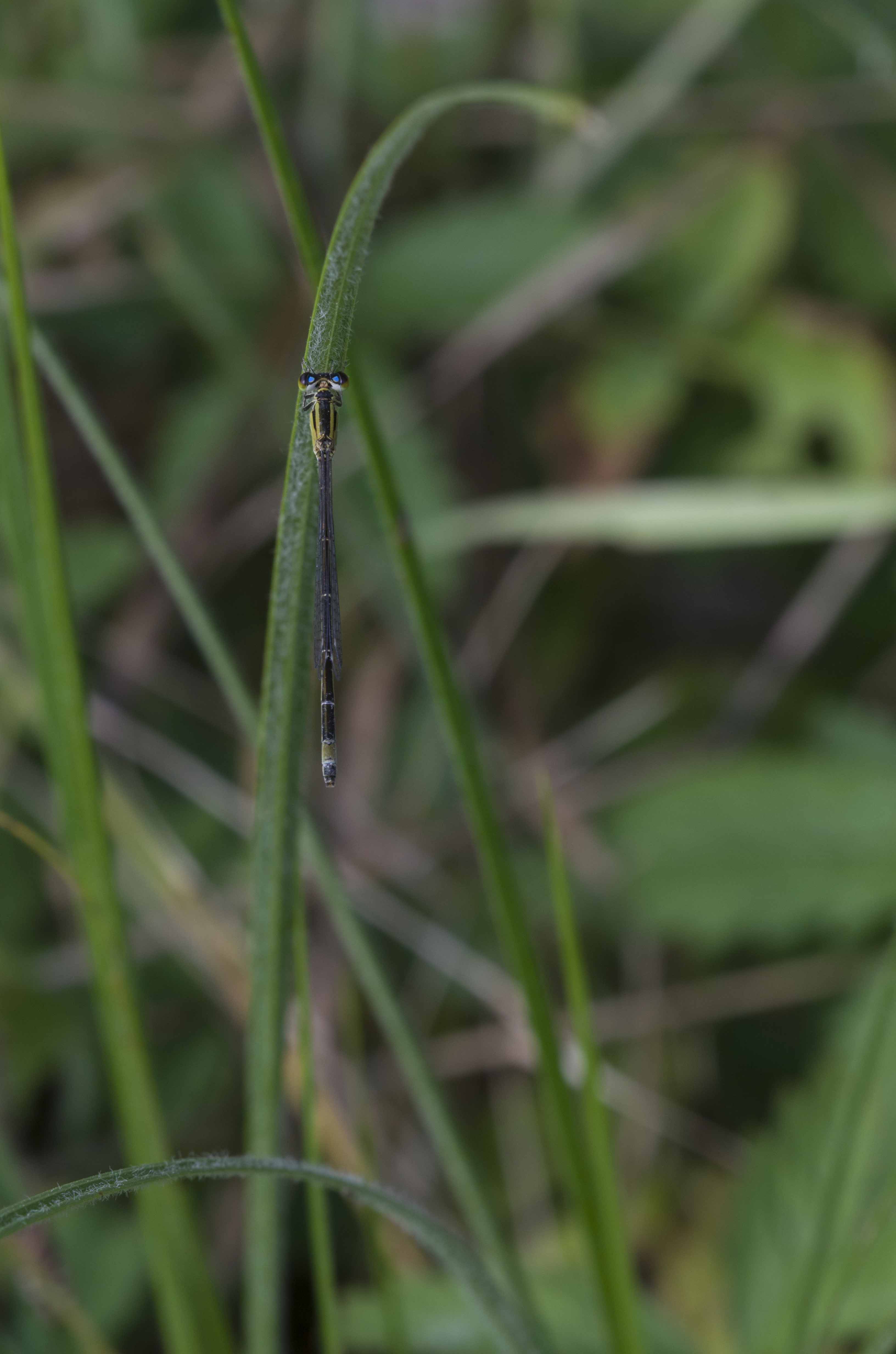 Ischnura elegans (f. infuscans)