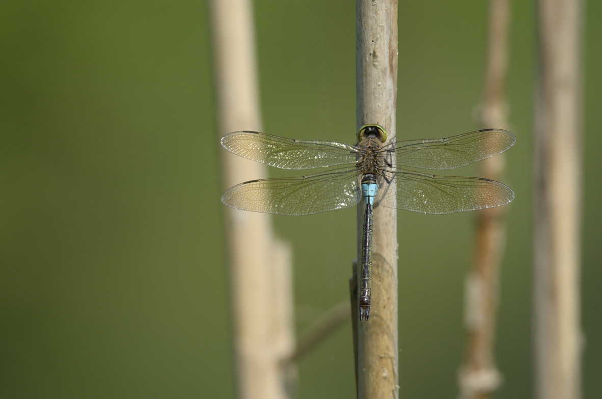 Anax parthenope in tandem ed in areale