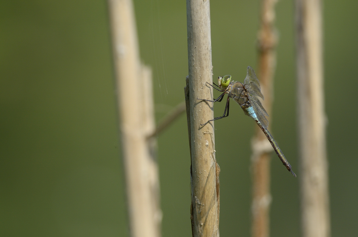 Anax parthenope in tandem ed in areale