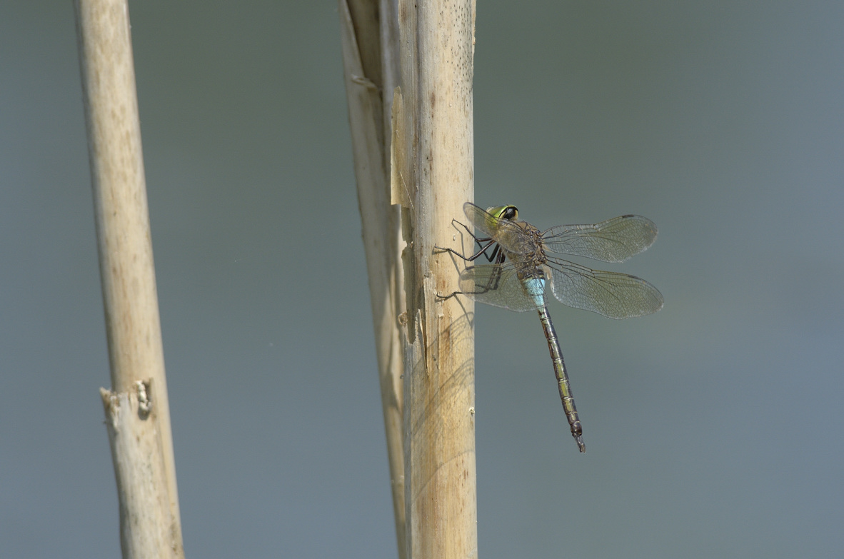 Anax parthenope in tandem ed in areale