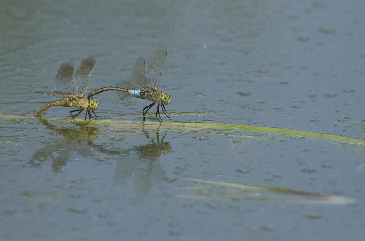 Anax parthenope in tandem ed in areale