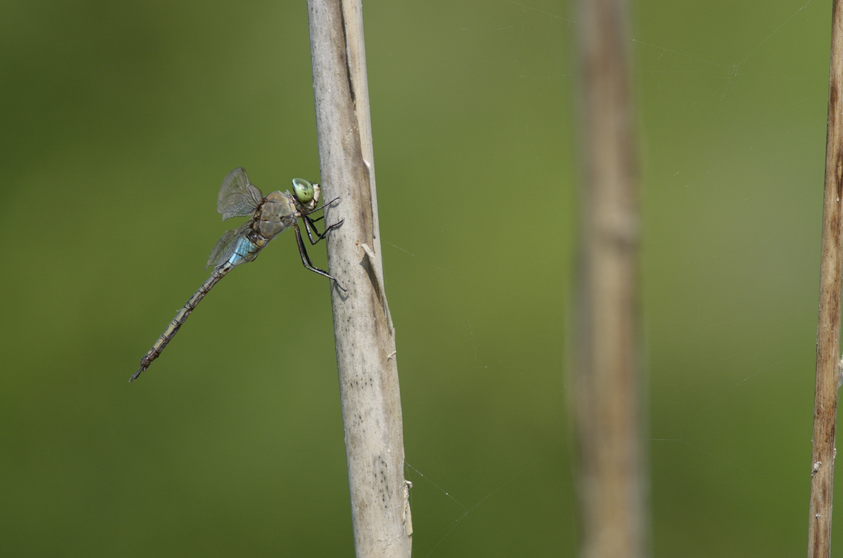 Anax parthenope in tandem ed in areale