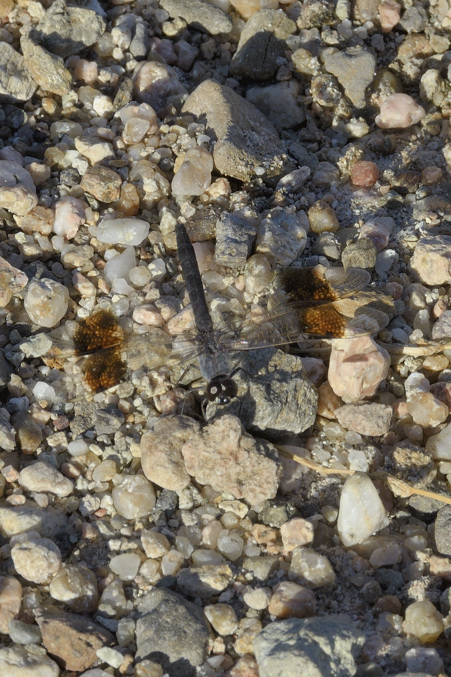Brachythemis leucosticta? No, Brachythemis impartita