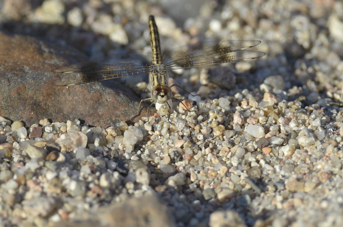 Brachythemis leucosticta? No, Brachythemis impartita
