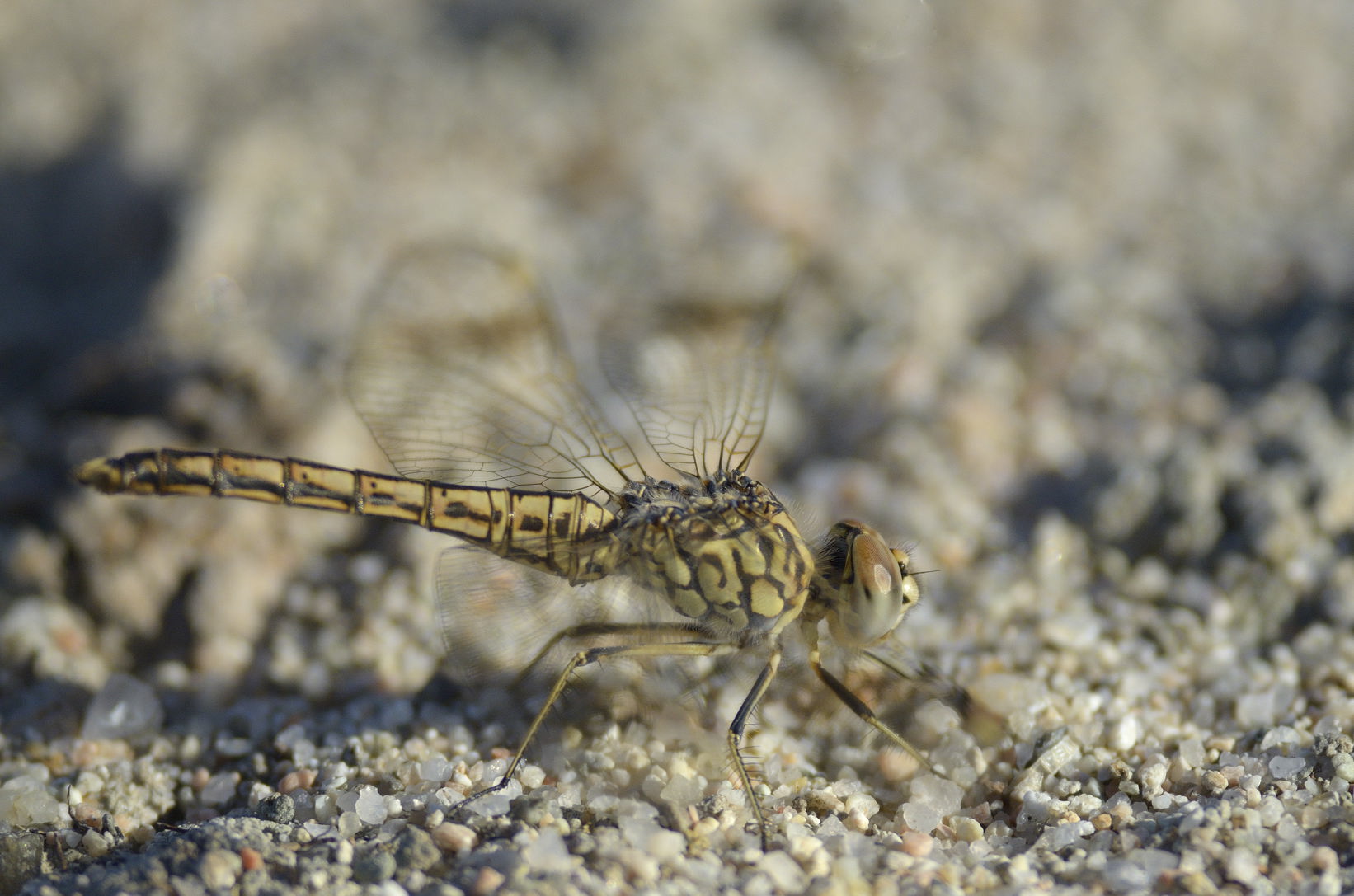 Brachythemis leucosticta? No, Brachythemis impartita