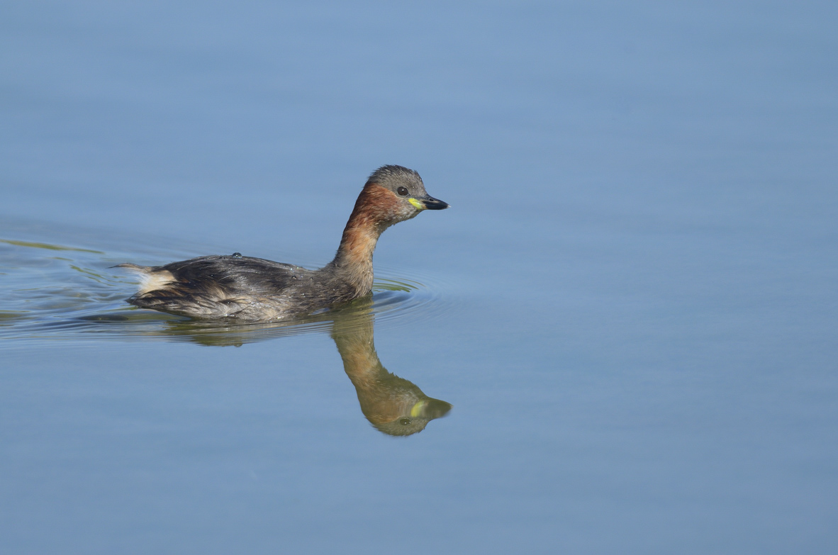 Mattinata al Centro cicogne