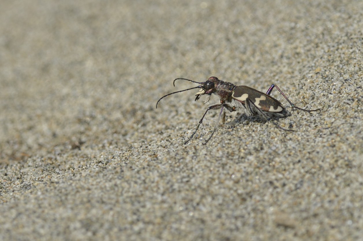 Carabide da identificare