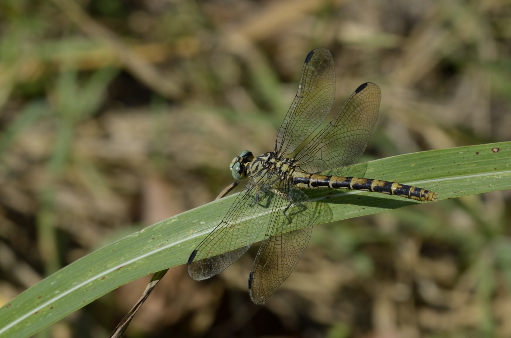 Onychogomphus forcipatus unguiculatus,  femmina