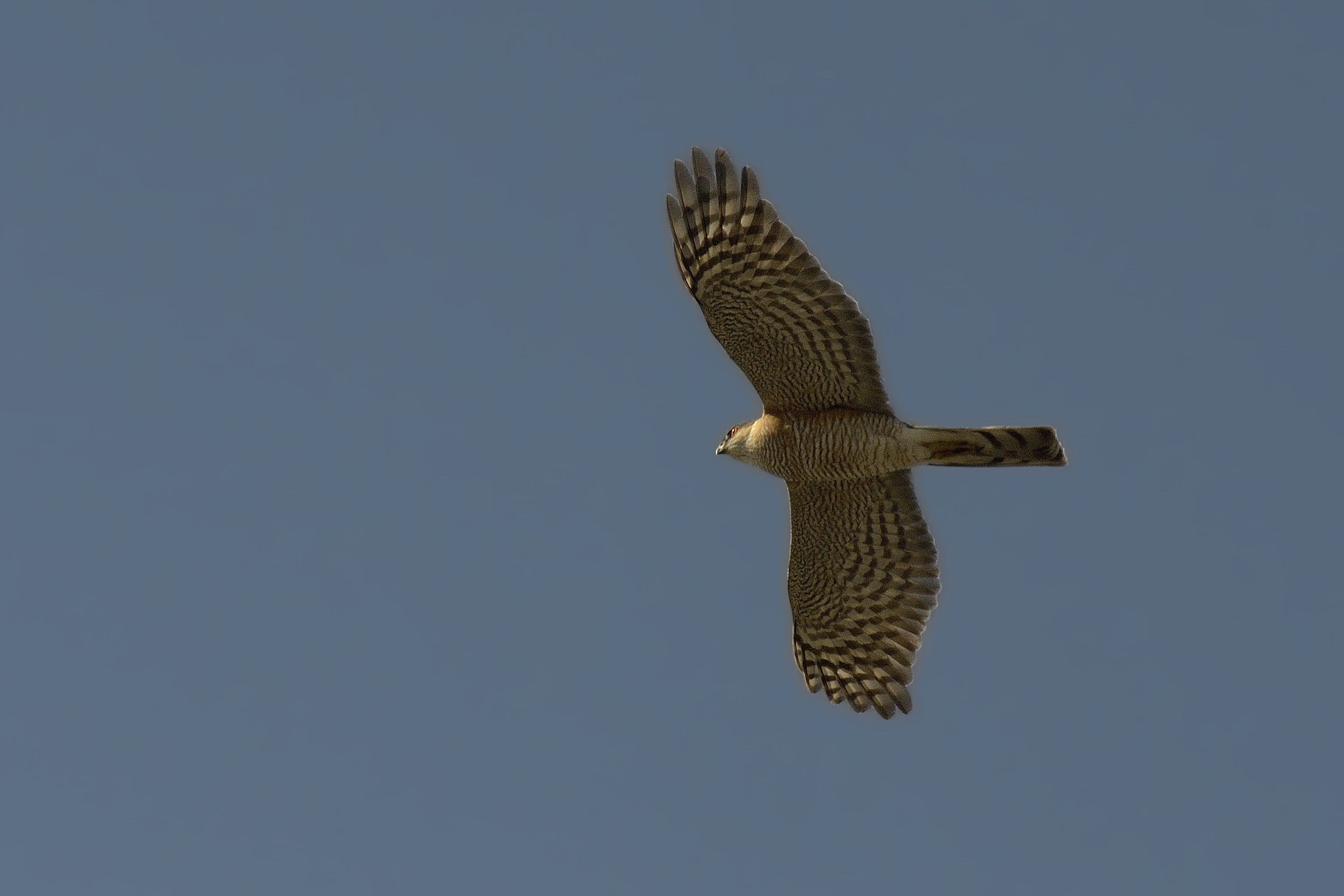 Identificazione rapace:  Sparviere (Accipiter nisus), maschio