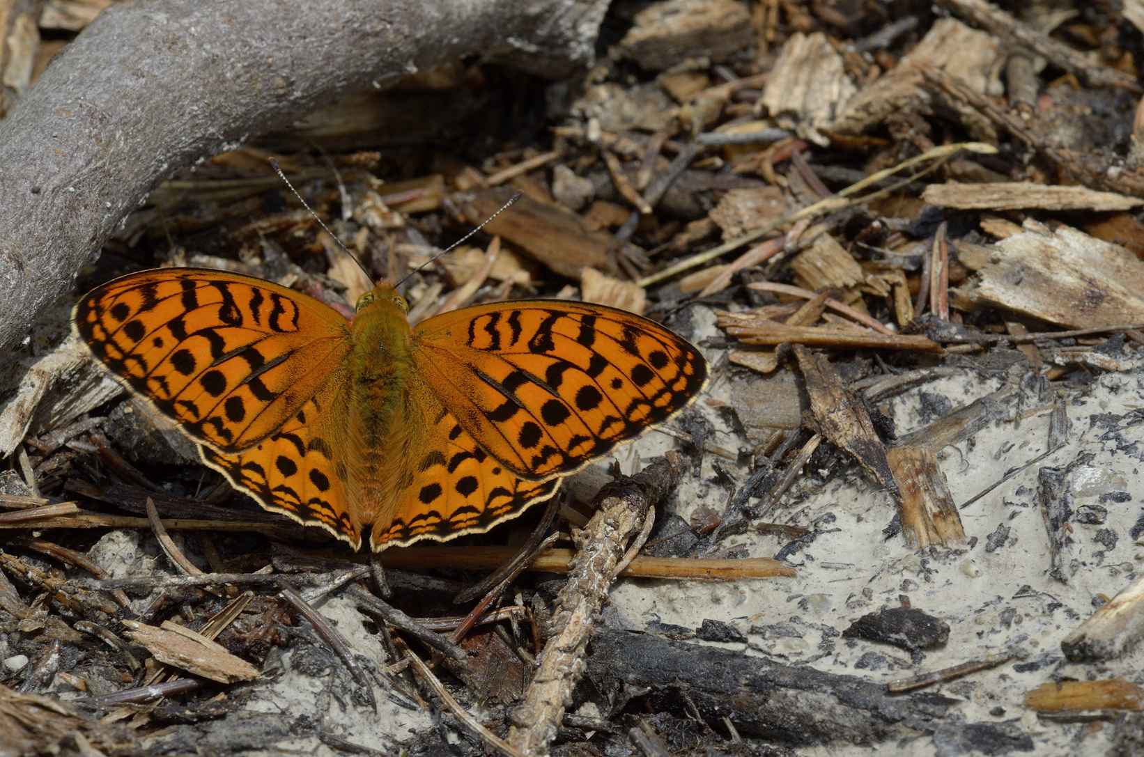 Farfalla da identificare - Argynnis (Fabriciana) adippe