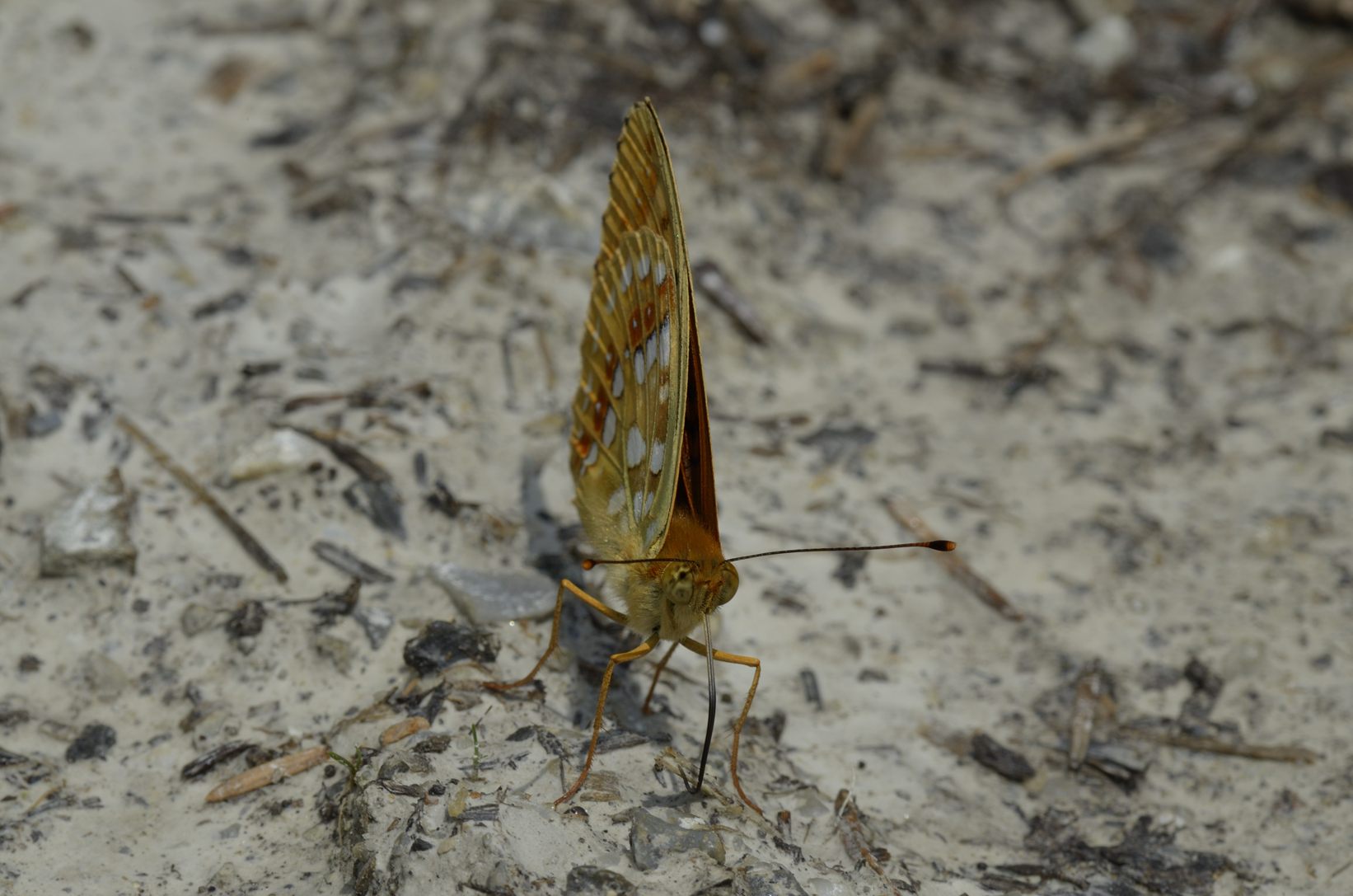 Farfalla da identificare - Argynnis (Fabriciana) adippe