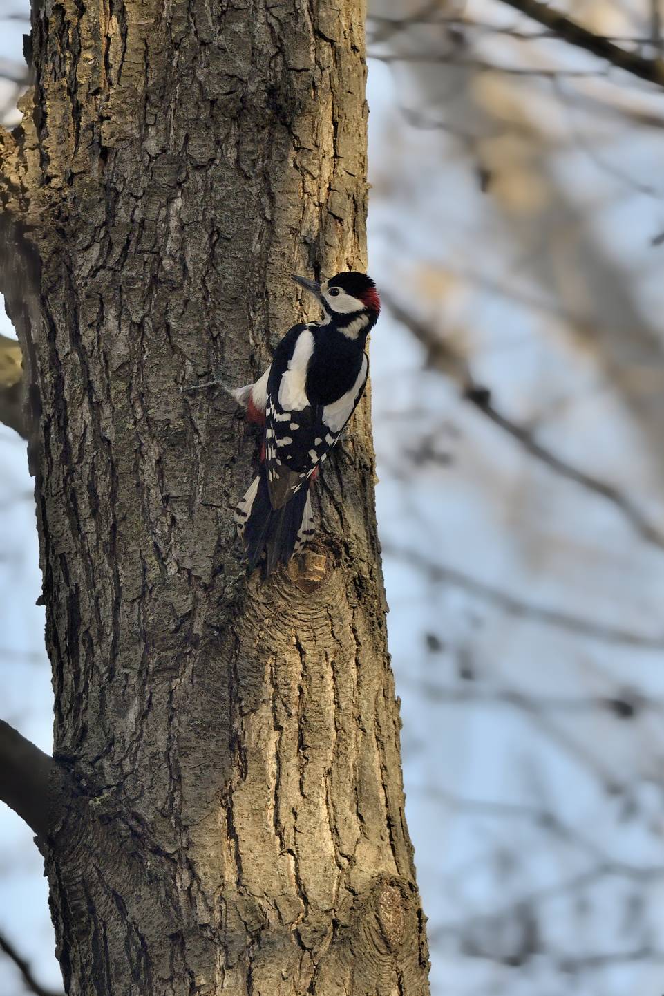 Picchio rosso maggiore m. (Dendrocopos major)