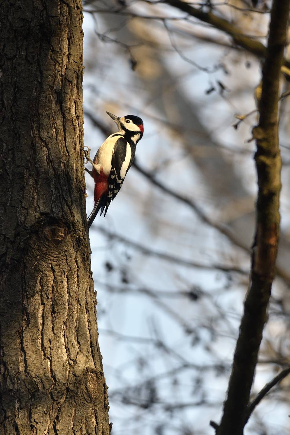 Picchio rosso maggiore m. (Dendrocopos major)