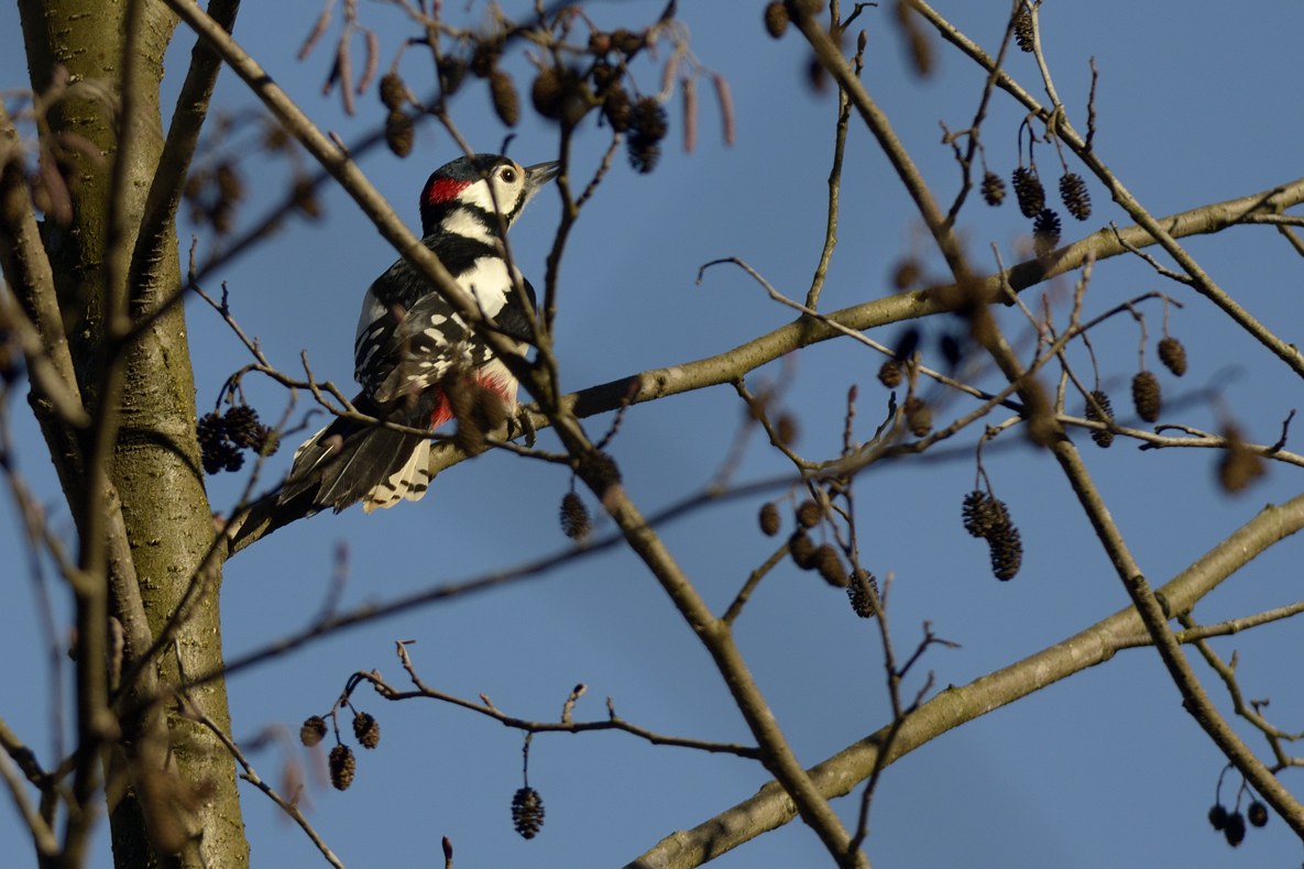 Picchio rosso maggiore m. (Dendrocopos major)