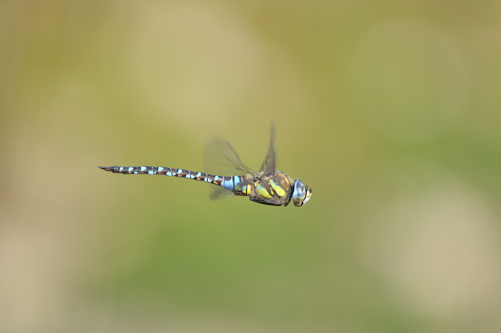 Anax imperator m. ... anzi no, Aeshna mixta