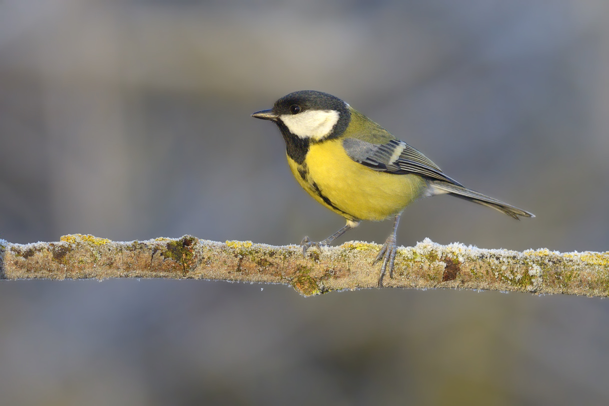 Vicino ad una lanca del Po