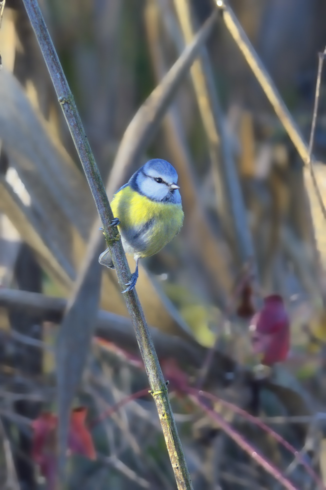 Vicino ad una lanca del Po