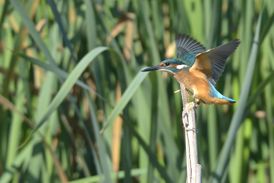 Mattinata al Centro cicogne