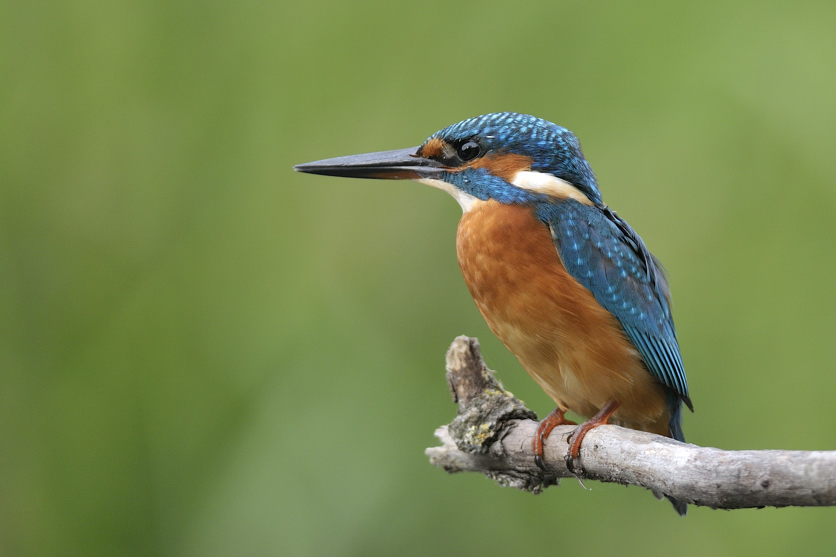 Kingfisher al tramonto