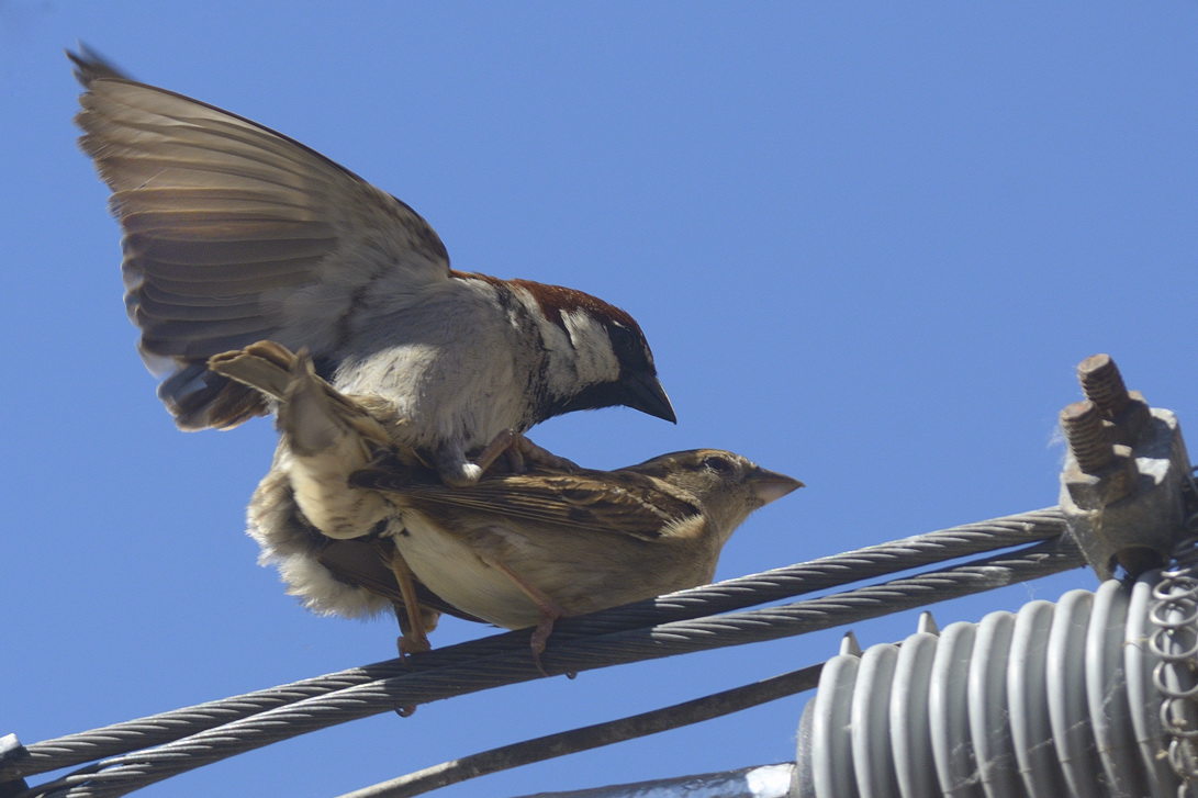 Passeri domestici in copula