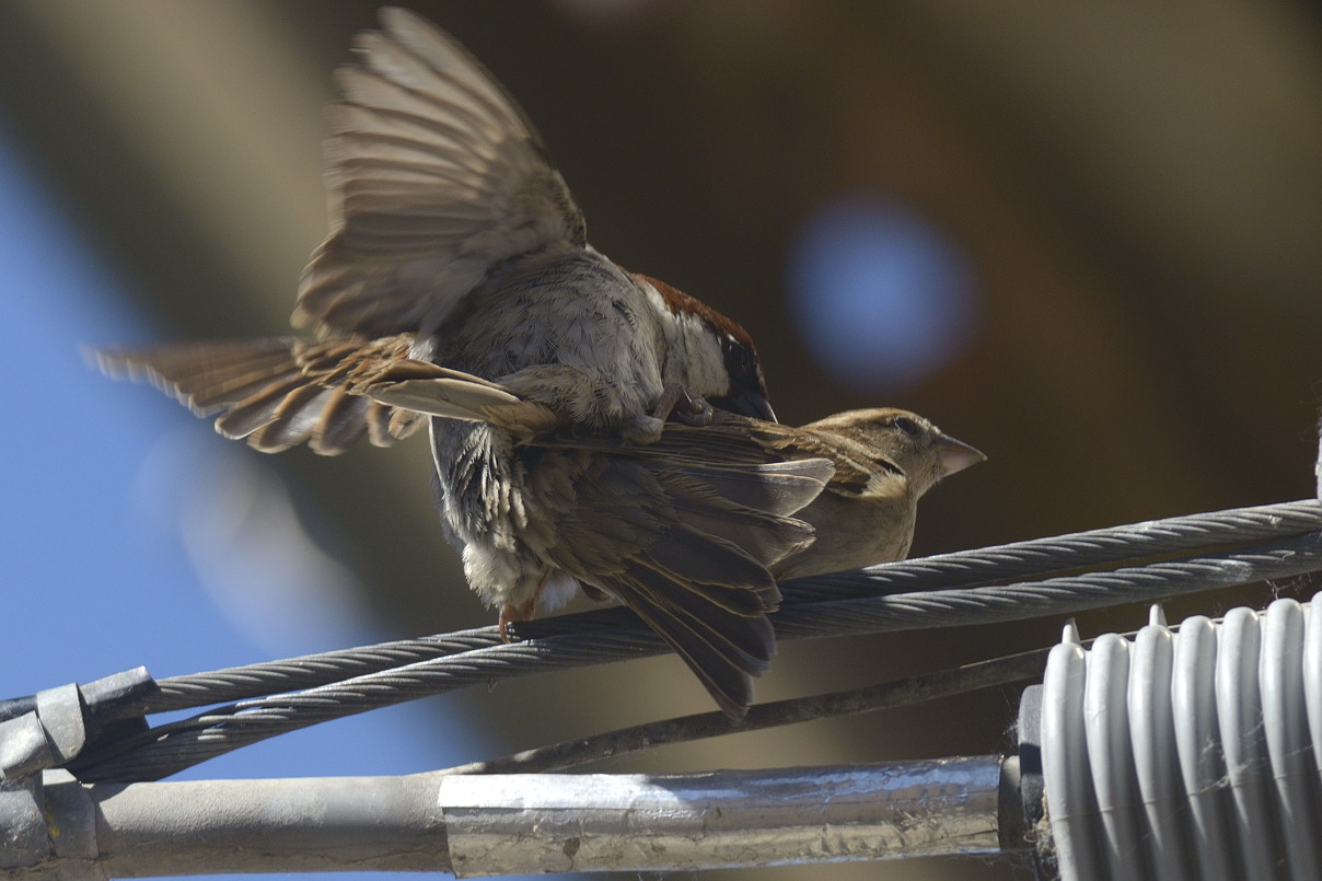 Passeri domestici in copula