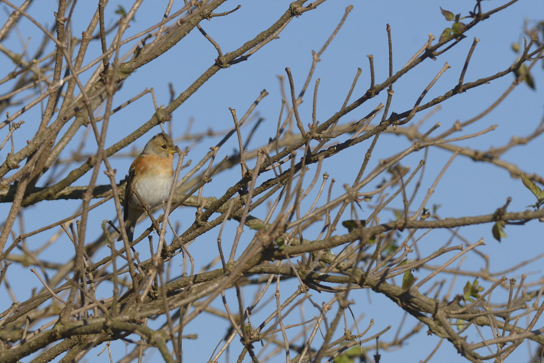 Vicino ad una lanca del Po