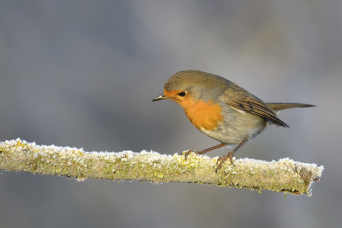 Vicino ad una lanca del Po