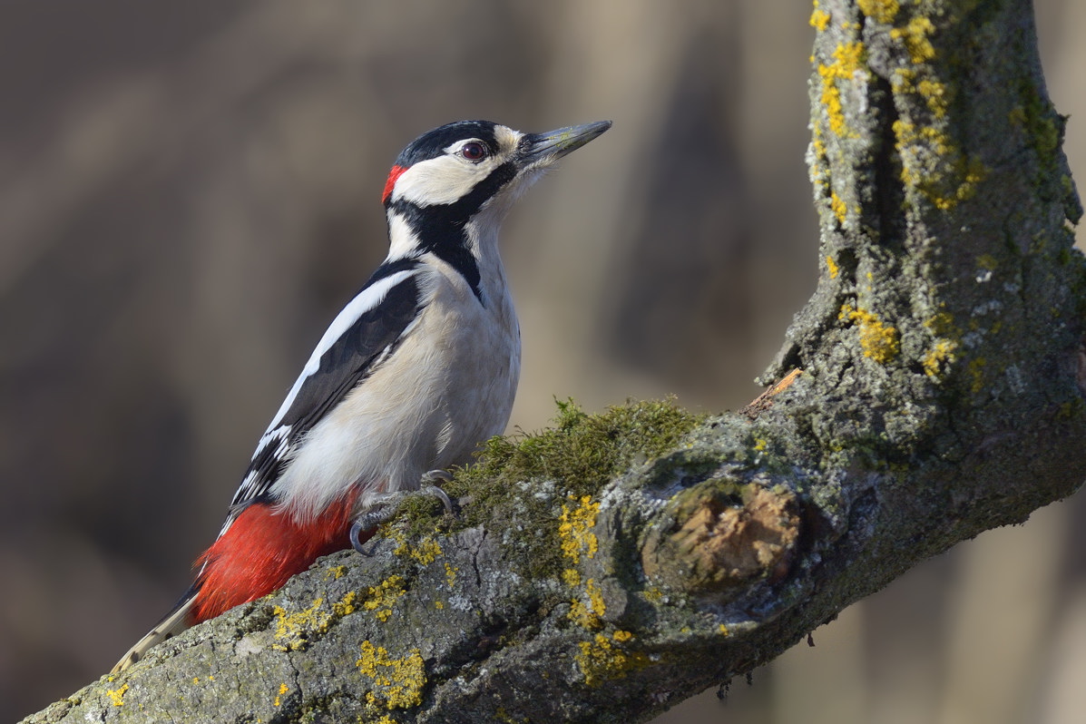 Vicino ad una lanca del Po