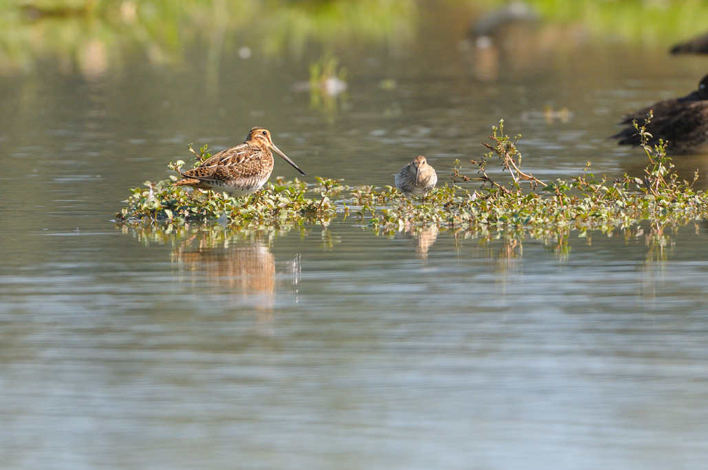 Mattinata al Centro cicogne