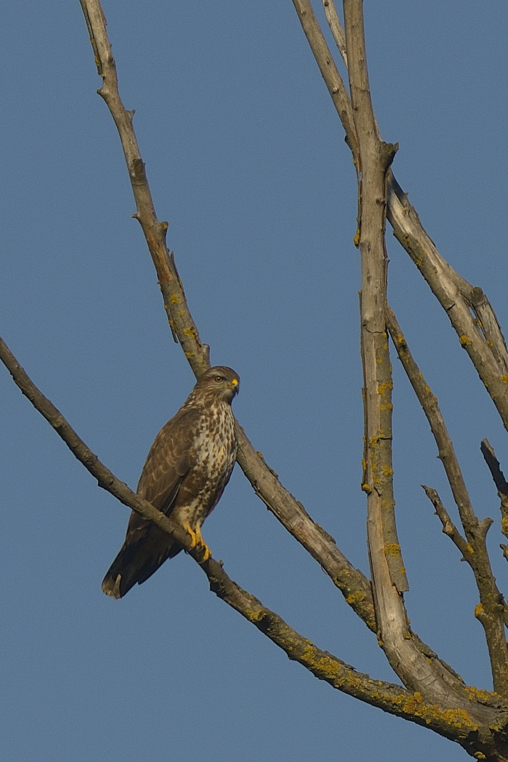 Vicino ad una lanca del Po